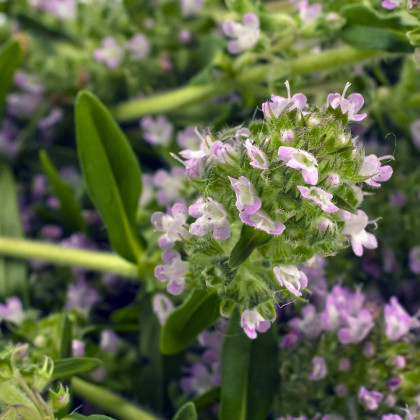 Saturejka zahradní - Satureja hortensis - semena saturejky - 300 ks