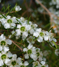 Tea tree - Leptospermum rotundifolium - semena tea tree - 30 ks