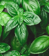 Bazalka trpasličí pravá - Ocimum basilicum - semena bazalky - 100 ks