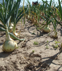 Cibule jarní salátová Globo - Allium cepa - semena cibule - 180 ks