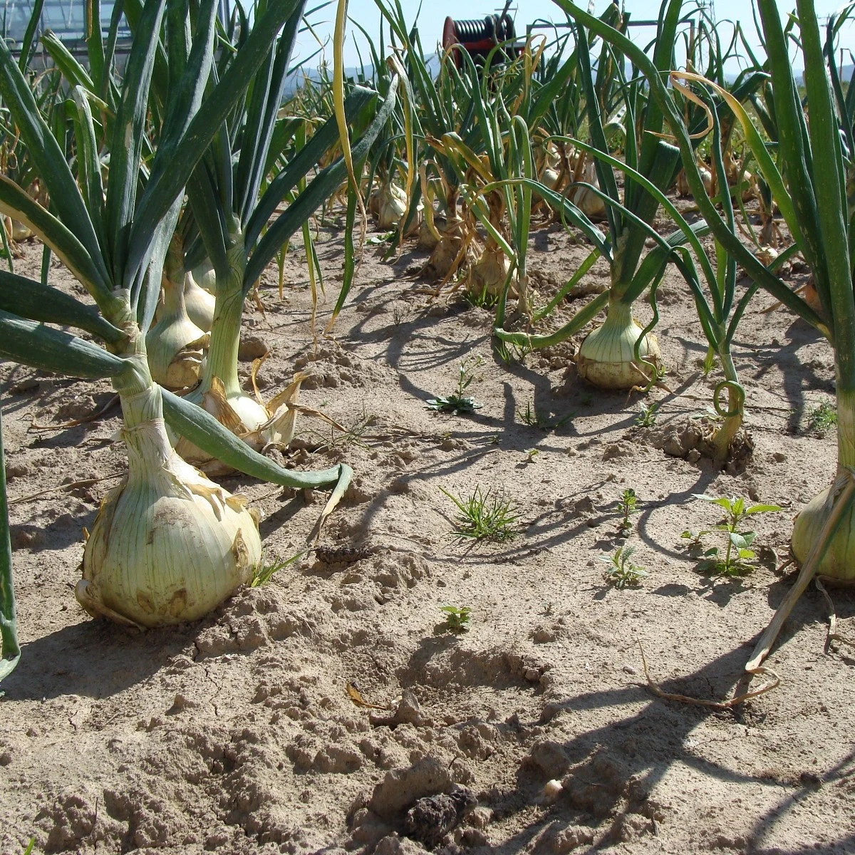 Cibule jarní salátová Globo - Allium cepa - semena cibule - 180 ks