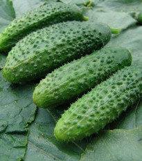 Okurka nakládačka Zuzana F1 - Cucumis sativus - semena okurky - 30 ks