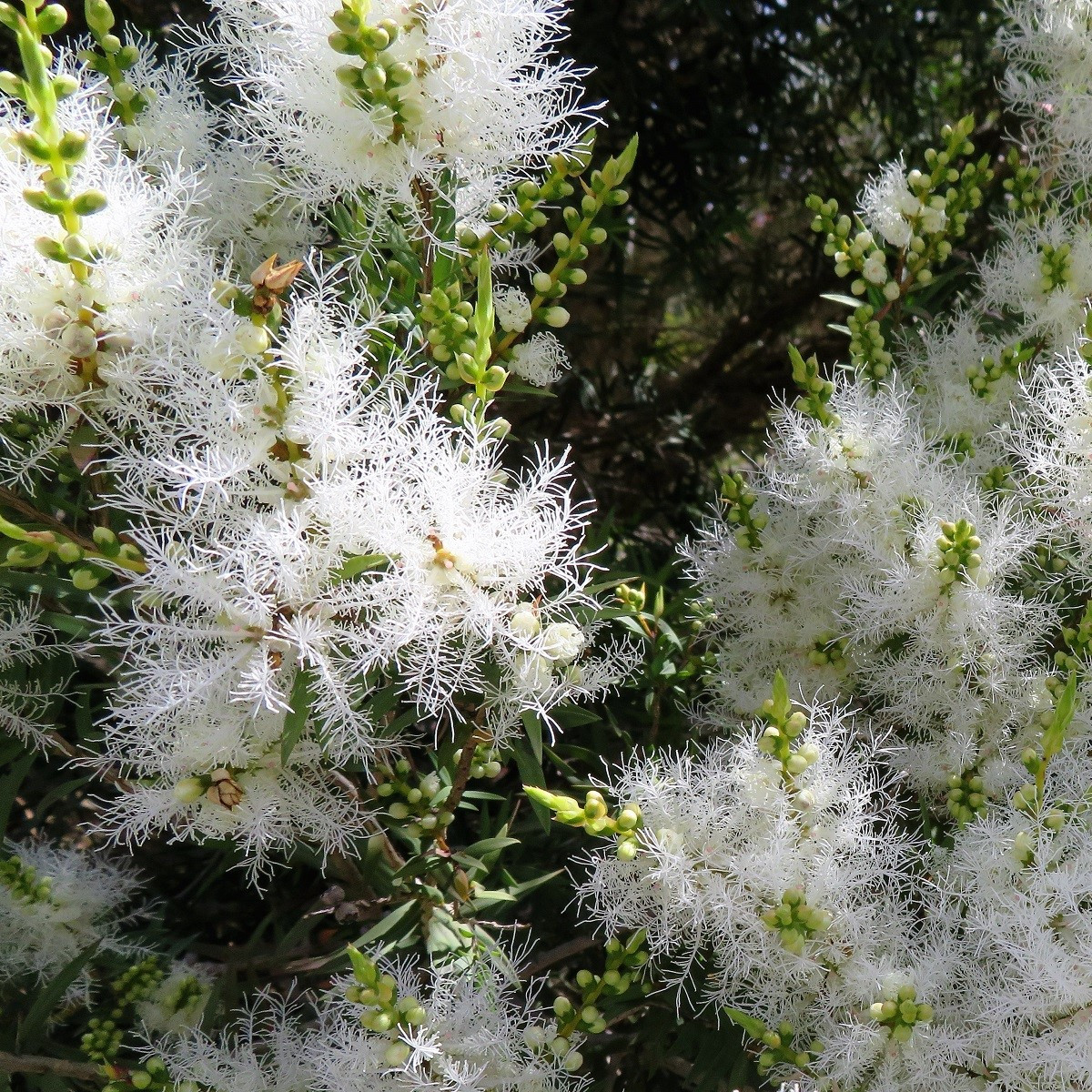 Čajovníkový strom - Melaleuca acuminata - semena čajovníku - 50 ks
