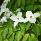Dereń japoński - Cornus kousa - nasiona derenia - 12 szt.