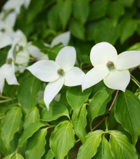 Dereń japoński - Cornus kousa - nasiona derenia - 12 szt.