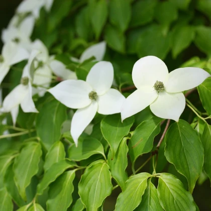 Dereń japoński - Cornus kousa - nasiona derenia - 12 szt.