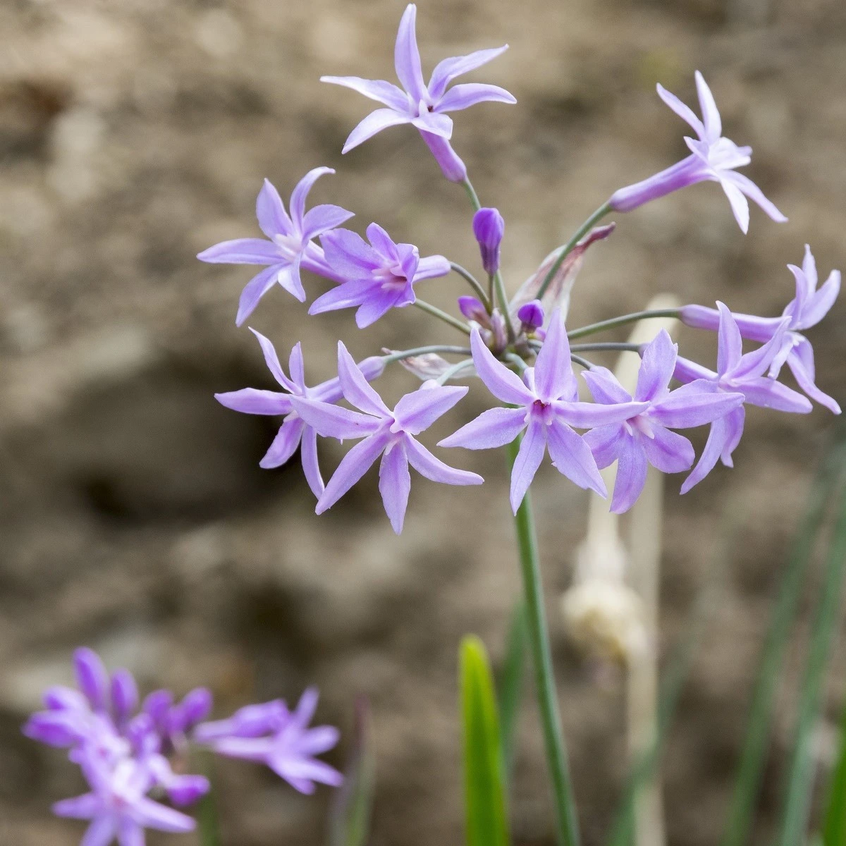 Česneková tráva - Tulbaghia violacea - semena česnekové trávy - 5 ks