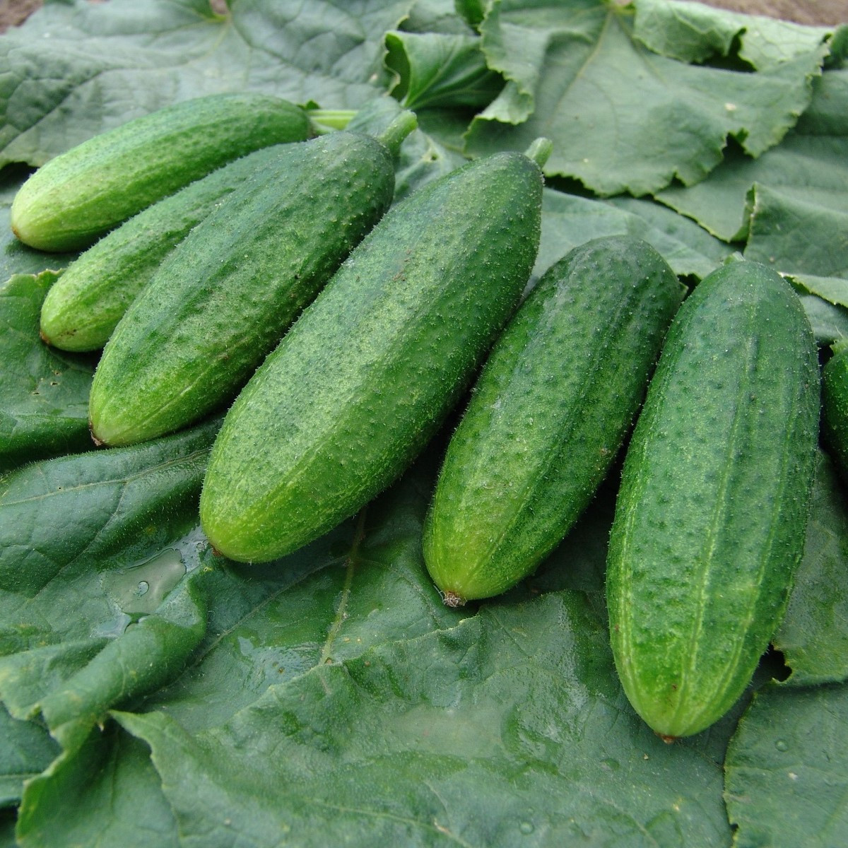 Okurka nakládačka jemnoostná Mira F1 - Cucumis sativus - semena okurky - 35 ks