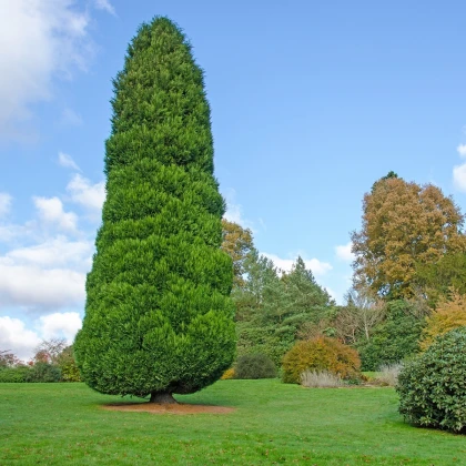 Cypřišek Lawsonův - Chamaecyparis lawsoniana - semena cypřišku - 10 ks