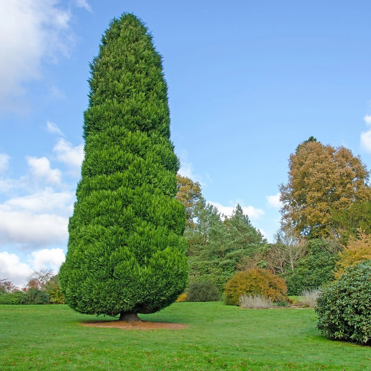 Cypřišek Lawsonův - Chamaecyparis lawsoniana - semena cypřišku - 10 ks