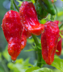 Chilli Bhut Jolokia - Capsicum chinense - nasiona chilli - 10 szt.