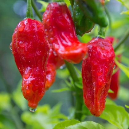 Chilli Bhut Jolokia - Capsicum chinense - nasiona chilli - 10 szt.