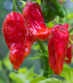 Chilli Bhut Jolokia - Capsicum chinense - nasiona chilli - 10 szt.