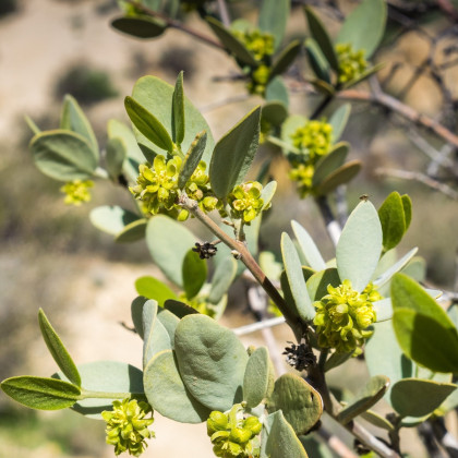 Jojoba - Simmondsia chinensis - semena jojoby - 6 ks
