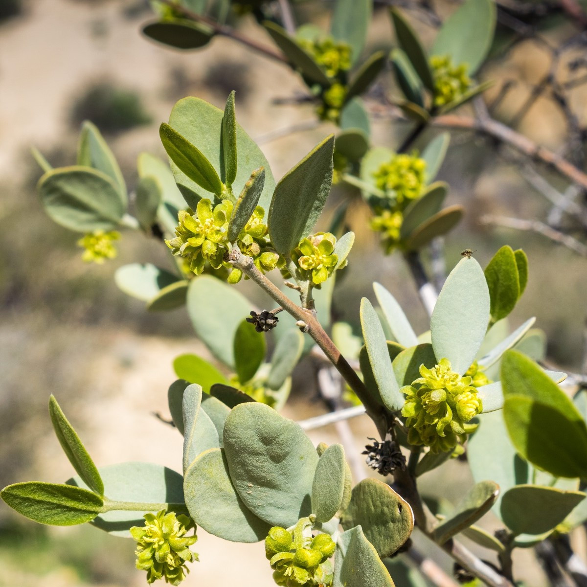 Jojoba - Simmondsia chinensis - semena jojoby - 6 ks