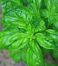 Bazalka pravá Genovese - Ocimum basilicum - semena bazalky - 150 ks