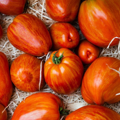 Rajče Tigerella - Solanum lycopersicum - semena rajčete - 6 ks