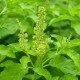 Bazalka indická Tulsi - Ocimum tenuiflorum - semena bazalky - 50 ks