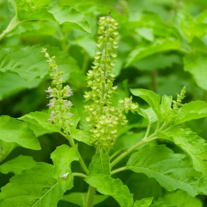 Bazalka indická Tulsi - Ocimum tenuiflorum - semena bazalky - 50 ks