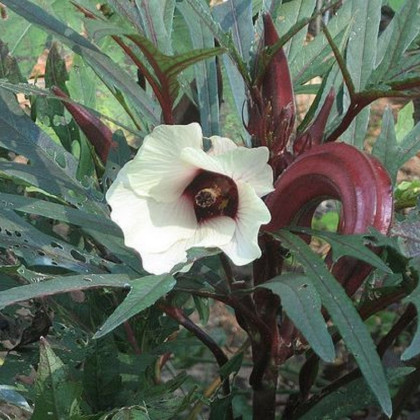 Ibišek jedlý - Okra burgunda - semena ibišku - 8 ks