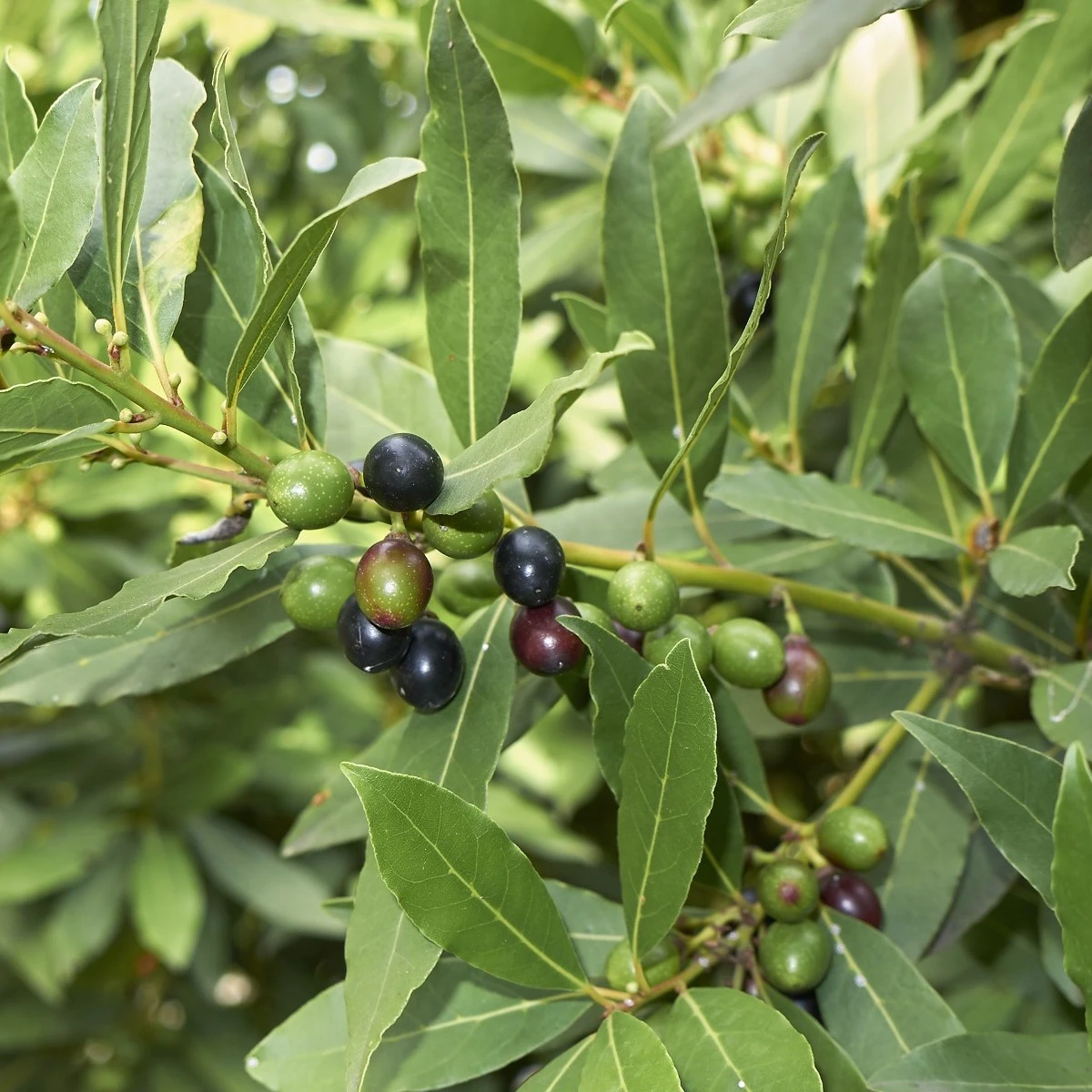Vavřín vznešený - Laurus nobilis - semena vavřínu - 5 ks