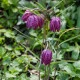 Řebčík kostkovaný - Fritillaria meleagris - cibule řebčíku - 3 ks