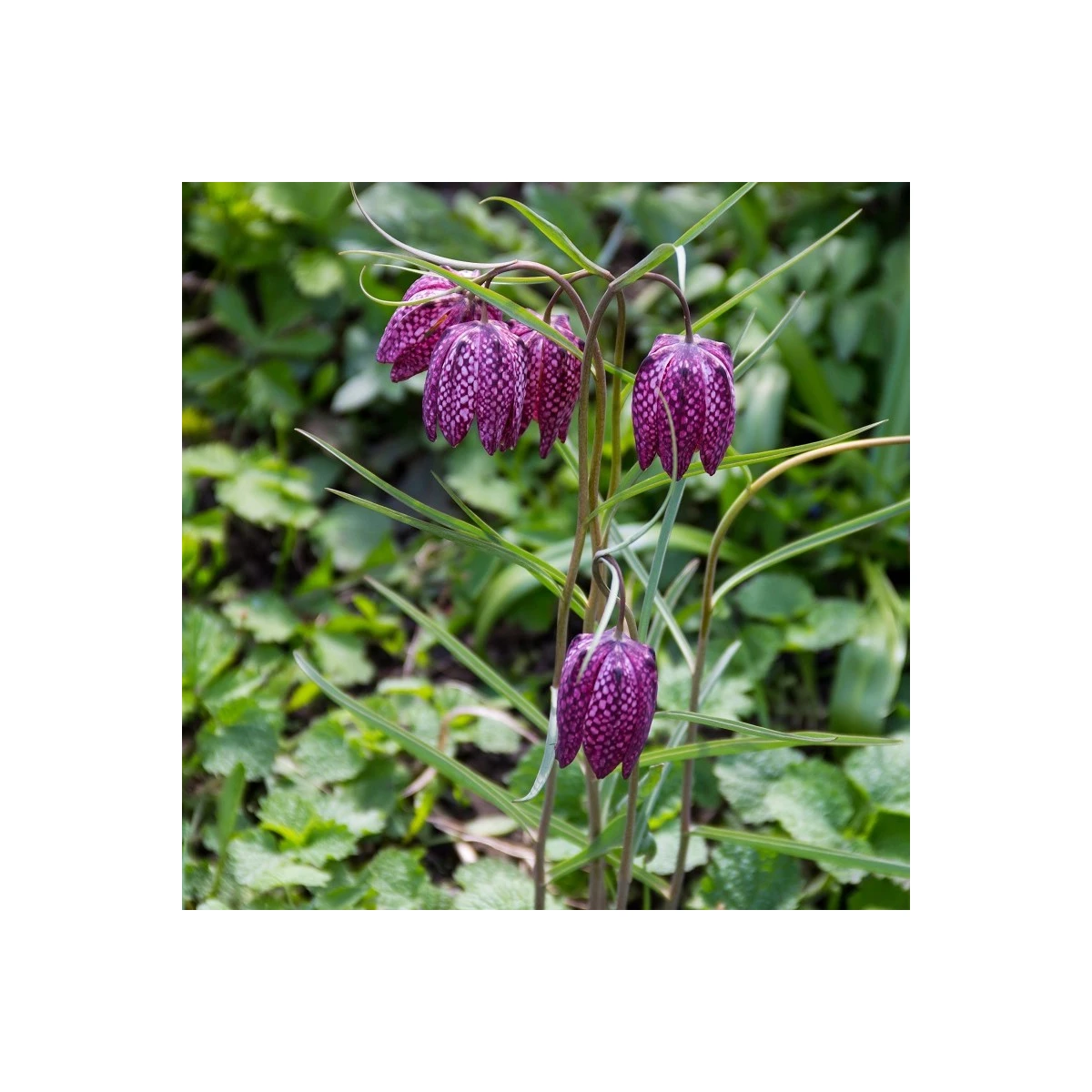Řebčík kostkovaný - Fritillaria meleagris - cibule řebčíku - 3 ks