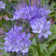 Svazenka vratičolistá - Phacelia tanacetifolia - semena svazenky - 50 ks
