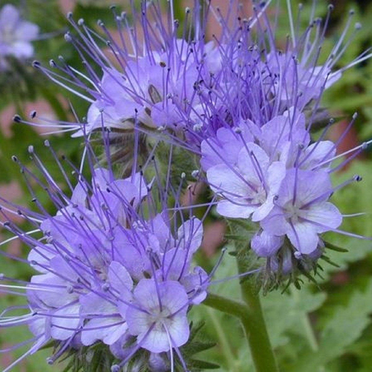 Svazenka vratičolistá - Phacelia tanacetifolia - semena svazenky - 50 ks