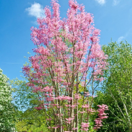Česnekovník čínský - Toona sinensis - semena česnekovníku - 7 ks