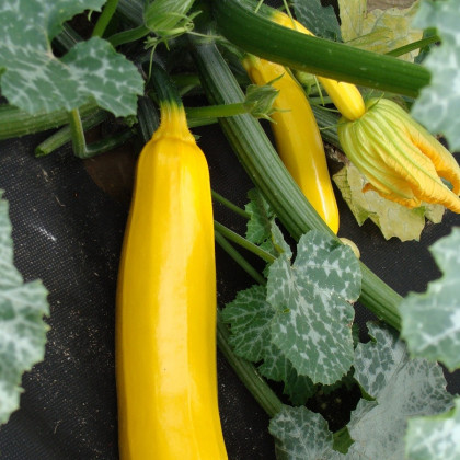 Cuketa Goldena - Cucurbita pepo - semena cukety - 12 ks