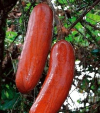 Muškátová okurka - Sicana odorifera - semena okurky - 6 ks