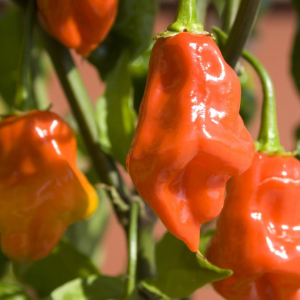 Chilli oranžové Habanero - Capsicum chinense - semena chilli - 6 ks