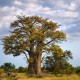 Baobab afrykański - Adansonia digitata - nasiona baobabu - 6 szt.