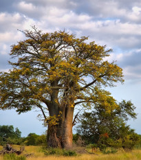 Baobab afrykański - Adansonia digitata - nasiona baobabu - 6 szt.