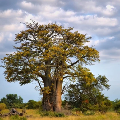 Baobab afrykański - Adansonia digitata - nasiona baobabu - 6 szt.