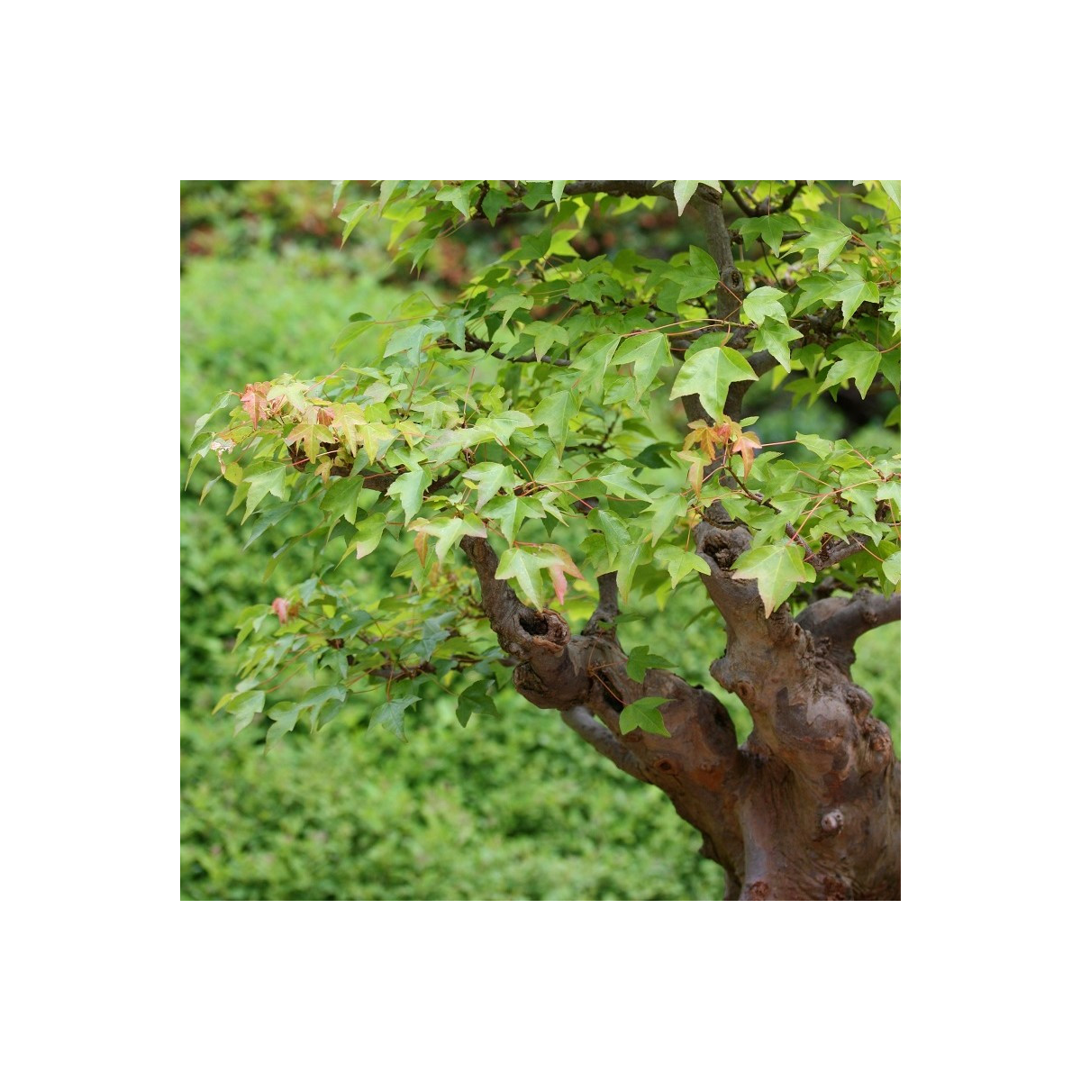 Javor Bürgerův - Acer buergerianum - semena javoru - 5 ks