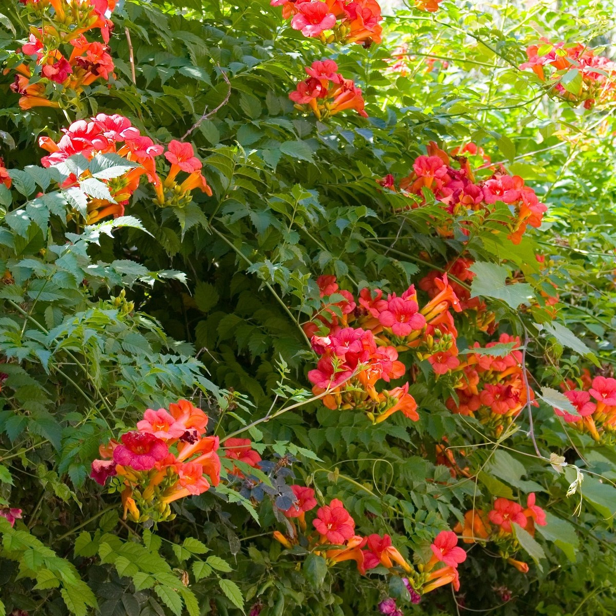 Trubač kořeňující - Campsis radicans - semena trubače - 10 ks