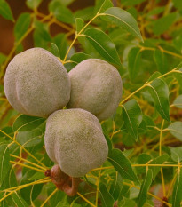 Mahagon - Swietenia mahagoni - nasiona mahoniu - 15 szt.