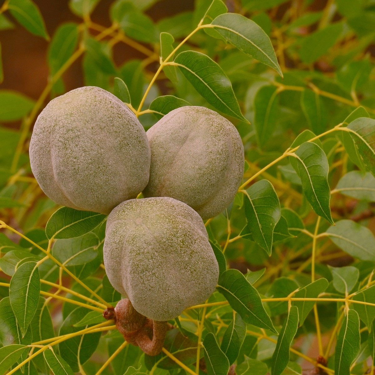 Mahagon - Swietenia mahagoni - nasiona mahoniu - 15 szt.