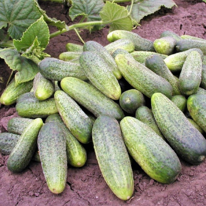 Okurka nakládačka Ornello F1 - Cucumis sativus - semena okurky - 30 ks