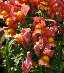 Hledík nízký dvoukvětý Twinny Bronze - Antirrhinum majus - semena hledíku - 20 ks