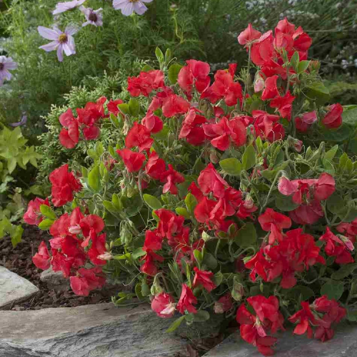 Hrachor Roma Scarlet - Lathyrus odoratus - semena hrachoru - 15 ks