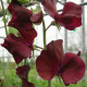 Hrachor Sunshine Burgundy - Lathyrus odoratus - semena hrachoru - 12 ks