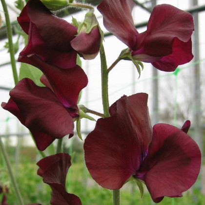 Hrachor Sunshine Burgundy - Lathyrus odoratus - semena hrachoru - 12 ks