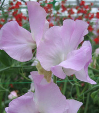 Hrachor Winter Sunshine - Lathyrus odoratus - semena hrachoru - 12 ks
