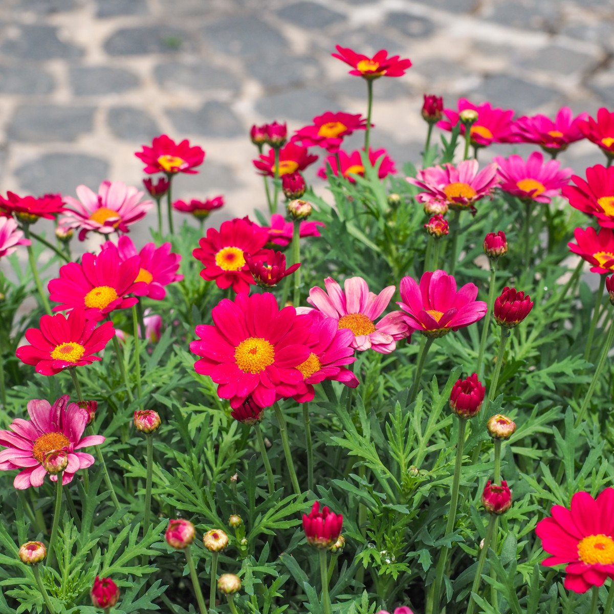 Kopretina Robinson růžová směs - Tanacetum coccineum - semena kopretiny - 100 ks