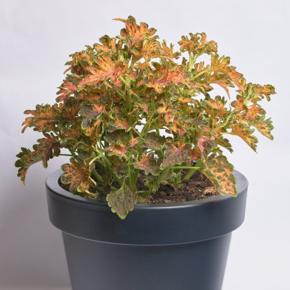 Africká kopřiva Wizard Scarlet - Coleus blumei - semena africké kopřivy - 30 ks