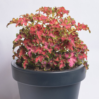 Africká kopřiva Wizard Velvet Rose - Coleus blumei - semena africké kopřivy - 30 ks