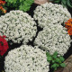 Tařicovka Snow Crystal - Lobularia maritima - semena tařicovky - 200 ks